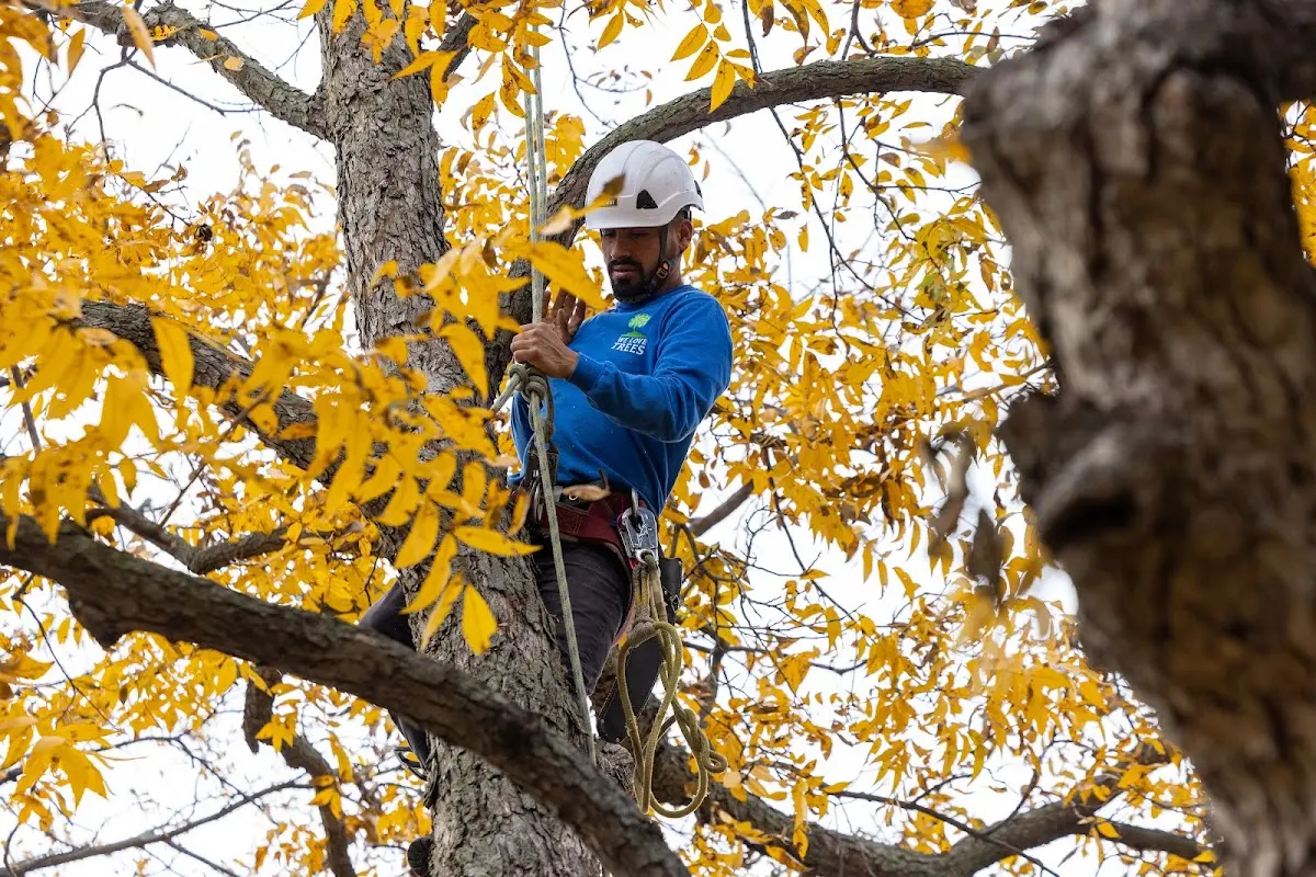Skilled Tree Trimming crew working in Dorchester